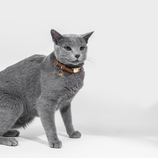 Collar Gato Cuero Camel