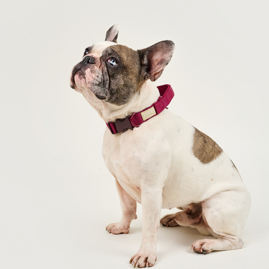 Collar reata BASIC Vinotinto