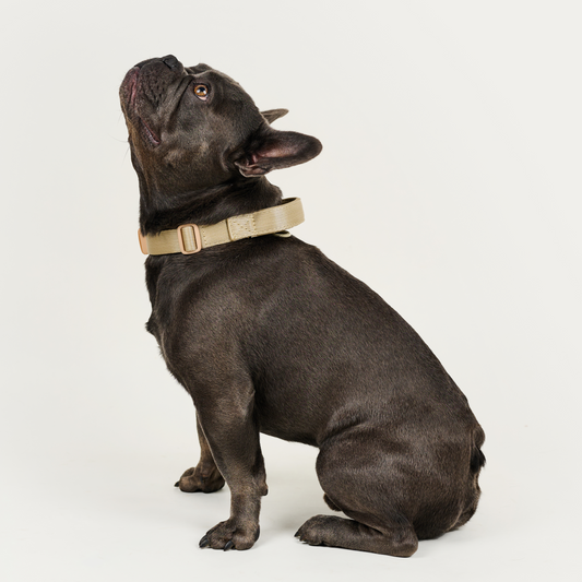 Collar reata BASIC Beige