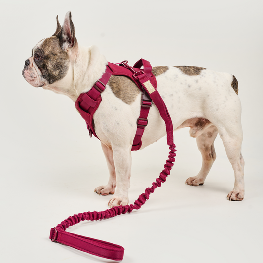 Correa reata expansible BASIC Vinotinto