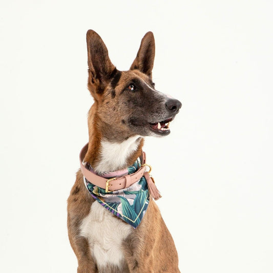 Collar Para Perro Cuero Rosa Palido