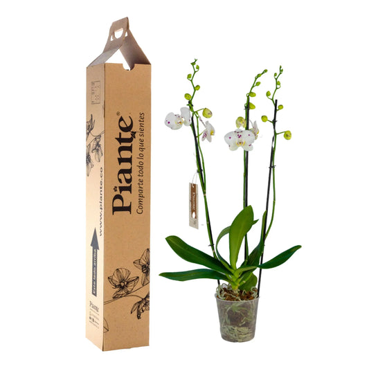 Orquídea Grandi elite Exotica Marrakesh