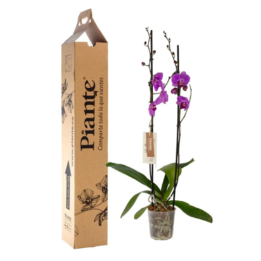 Orquídea Grandi supreme ROSADO Minneapolis