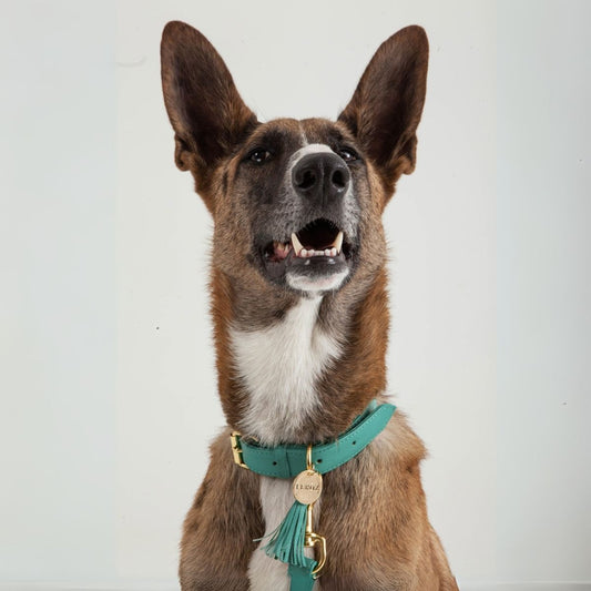 Collar Para Perro Cuero Turquesa