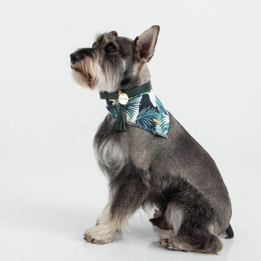 Collar Para Perro Cuero Verde Pino