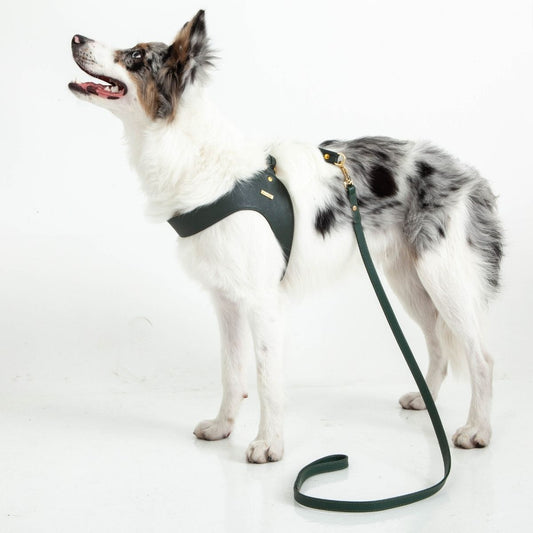 Correa Para Perro Cuero Verde Pino