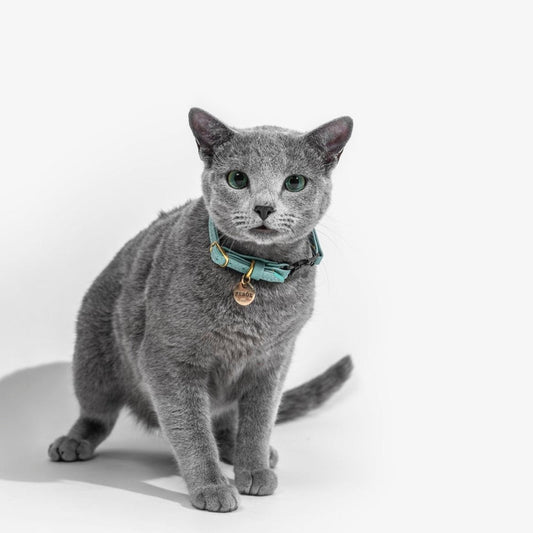 Collar Gato Cuero Turquesa