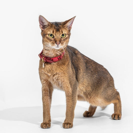 Collar Gato Cuero Rojo