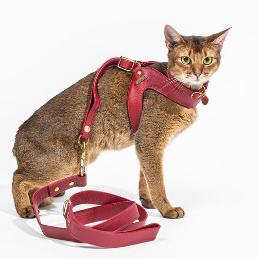 Correa Para Gato Cuero Rojo