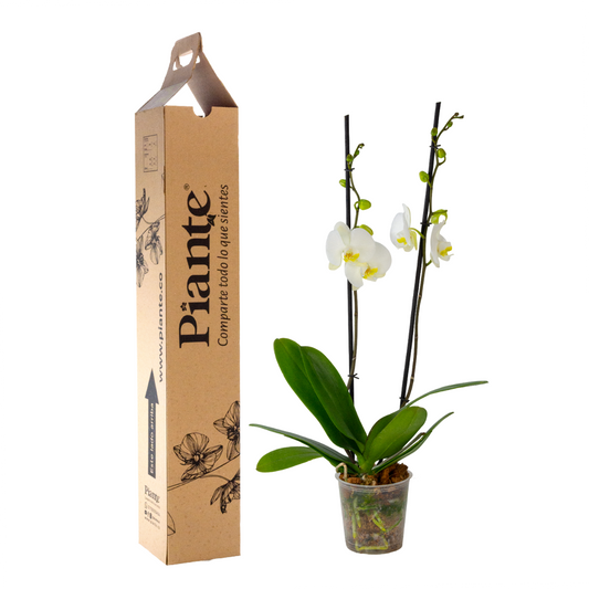 Orquídea Grandi supreme Blanco Leeds