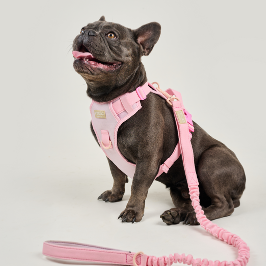 Correa reata expansible BASIC Rosa Palido