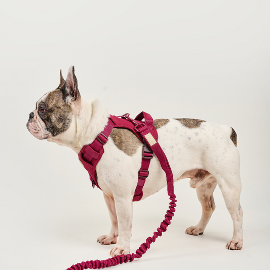 Arnés deportivo BASIC Vinotinto