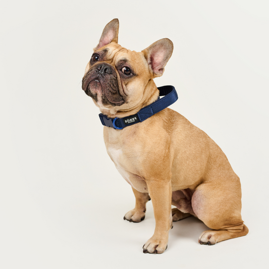 Collar reata BASIC Azul Navy