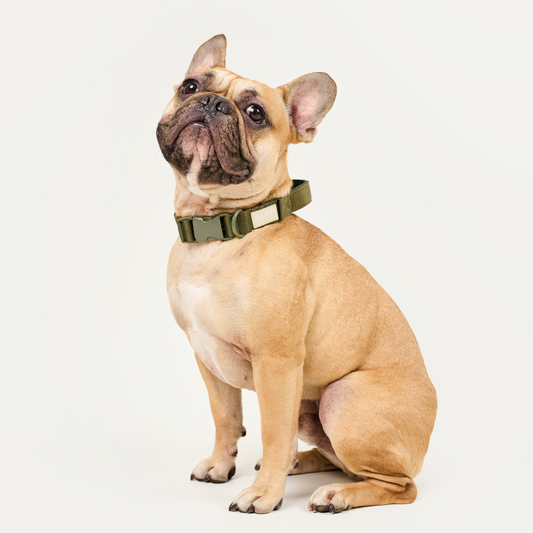 Collar reata BASIC Verde Militar