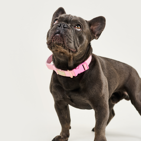 Collar reata BASIC Rosa Palido