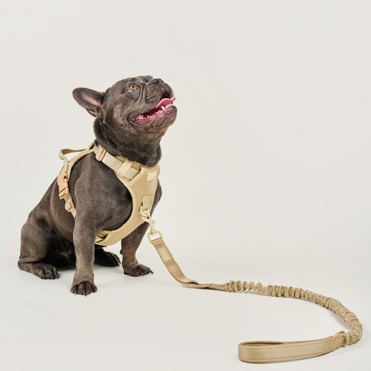 Correa reata expansible BASIC Beige