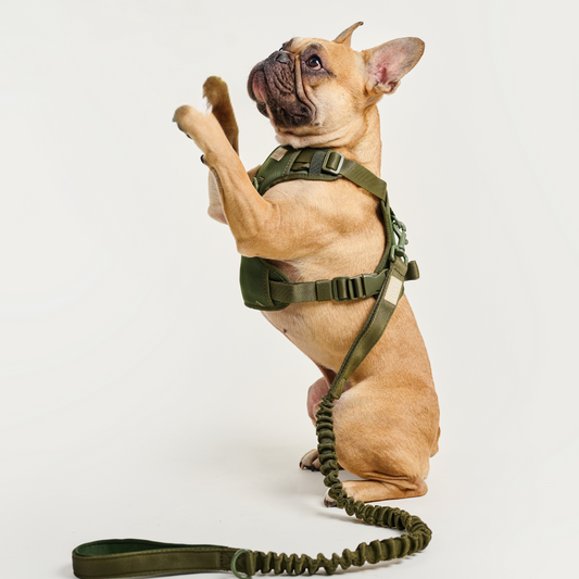 Correa reata expansible BASIC Verde Militar