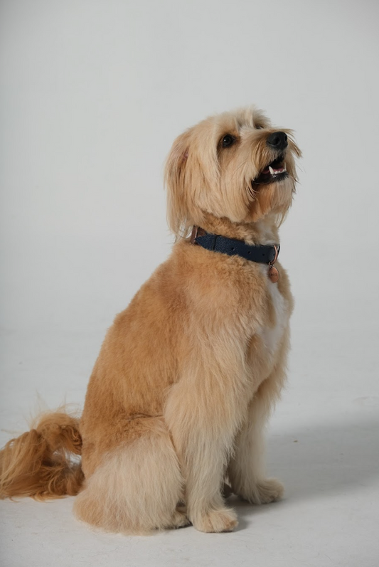 Collar de cuero Navy y Café