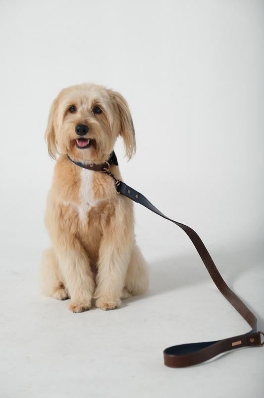 Correa Para Perro Cuero Navy y Cafe