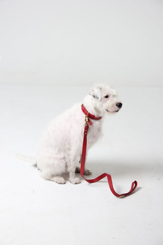 Correa Para Perro Cuero Rojo