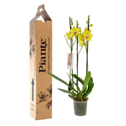 Orquídea Grandi elite AMARILLO Modena