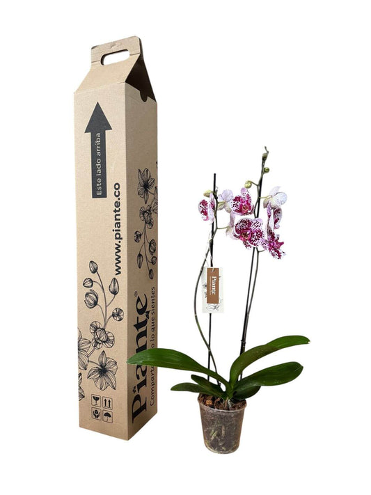 Orquídea bicolor blanca y morada Supreme Exótica Sevilla – Piante