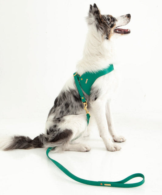 Correa Para Perro Cuero Turquesa