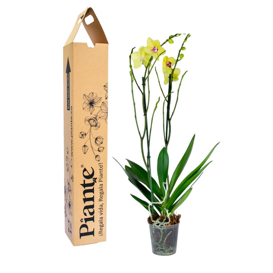 Orquídea Amarilla Supreme Modena que transmite alegría y frescura